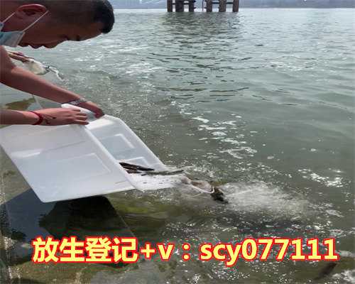 青岛适合放生的淡水湖，青岛一家小企业为何能吸引社会各界纷纷前去讨教