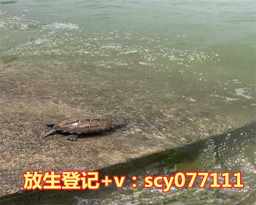 放生项目怎样搞，怎样慢跑才能达到减肥目的？