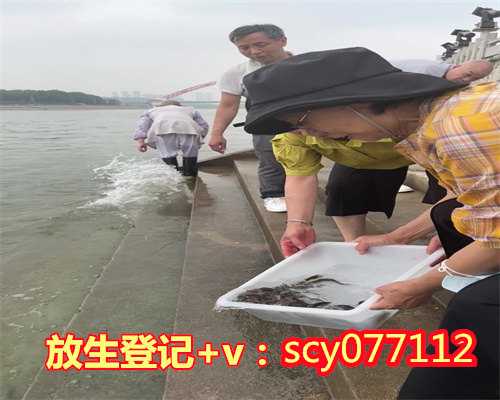 天鹅湖放生，鹅卵石