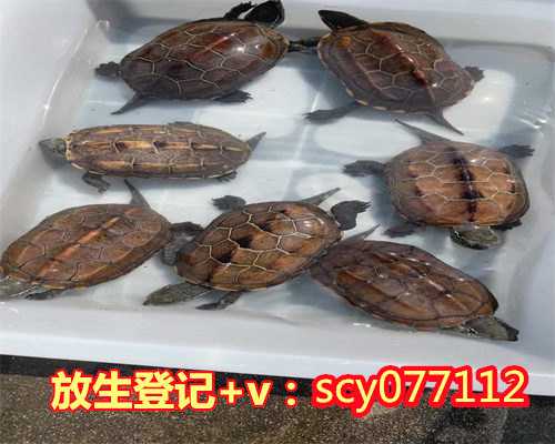 放生金鱼带来的福报，菏泽放生万尾鱼苗市民上演“你来放鱼我来捕”