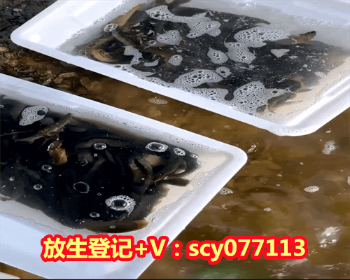 近期放生的日子是哪天，十二星座的倒霉日分别是哪一天